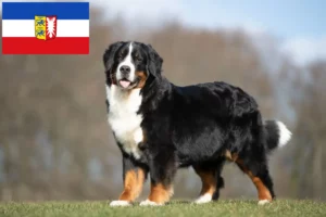 Mehr über den Artikel erfahren Berner Sennenhund Züchter und Welpen in Schleswig-Holstein