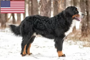 Mehr über den Artikel erfahren Berner Sennenhund Züchter und Welpen in den USA