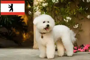 Mehr über den Artikel erfahren Bichon Frisé Züchter und Welpen in Berlin