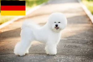 Mehr über den Artikel erfahren Bichon Frisé Züchter und Welpen in Deutschland