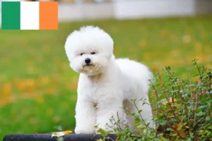 Mehr über den Artikel erfahren Bichon Frisé Züchter und Welpen in Irland