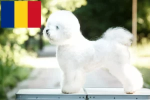 Mehr über den Artikel erfahren Bichon Frisé Züchter und Welpen in Rumänien