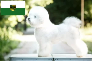 Mehr über den Artikel erfahren Bichon Frisé Züchter und Welpen in Sachsen