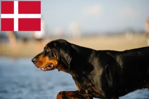 Mehr über den Artikel erfahren Black and Tan Coonhound Züchter und Welpen in Dänemark