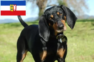 Mehr über den Artikel erfahren Black and Tan Coonhound Züchter und Welpen in Schleswig-Holstein