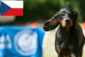 Mehr über den Artikel erfahren Black and Tan Coonhound Züchter und Welpen in Tschechien