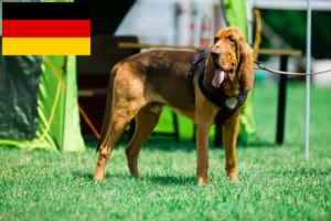 Mehr über den Artikel erfahren Bloodhound Züchter und Welpen in Deutschland