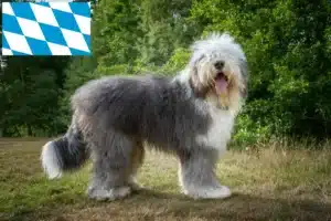 Mehr über den Artikel erfahren Bobtail Züchter und Welpen in Bayern