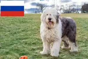 Mehr über den Artikel erfahren Bobtail Züchter und Welpen in Russland