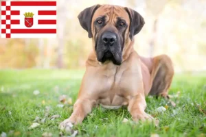 Mehr über den Artikel erfahren Boerboel Züchter und Welpen in Bremen