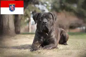 Mehr über den Artikel erfahren Boerboel Züchter und Welpen in Hessen