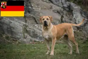 Mehr über den Artikel erfahren Boerboel Züchter und Welpen in Rheinland-Pfalz