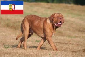 Mehr über den Artikel erfahren Bordeauxdogge Züchter und Welpen in Schleswig-Holstein