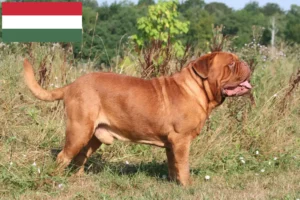 Mehr über den Artikel erfahren Bordeauxdogge Züchter und Welpen in Ungarn