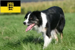 Mehr über den Artikel erfahren Border Collie Züchter und Welpen in Baden-Württemberg