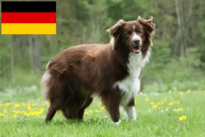 Mehr über den Artikel erfahren Border Collie Züchter und Welpen in Deutschland