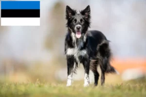 Mehr über den Artikel erfahren Border Collie Züchter und Welpen in Estland