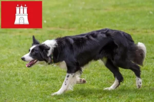 Mehr über den Artikel erfahren Border Collie Züchter und Welpen in Hamburg