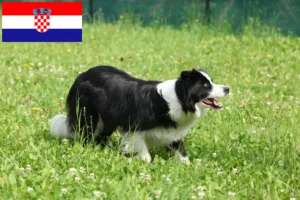 Mehr über den Artikel erfahren Border Collie Züchter und Welpen in Kroatien