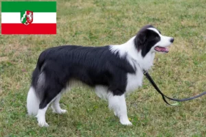 Mehr über den Artikel erfahren Border Collie Züchter und Welpen in Nordrhein-Westfalen