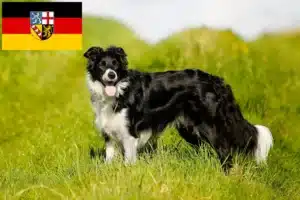 Mehr über den Artikel erfahren Border Collie Züchter und Welpen im Saarland