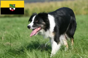 Mehr über den Artikel erfahren Border Collie Züchter und Welpen in Sachsen-Anhalt