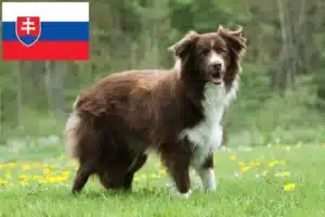 Mehr über den Artikel erfahren Border Collie Züchter und Welpen in der Slowakei