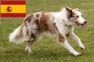 Mehr über den Artikel erfahren Border Collie Züchter und Welpen in Spanien