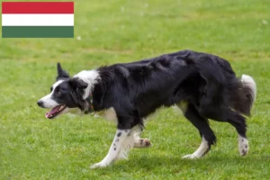 Mehr über den Artikel erfahren Border Collie Züchter und Welpen in Ungarn