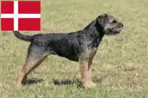 Mehr über den Artikel erfahren Border Terrier Züchter und Welpen in Dänemark