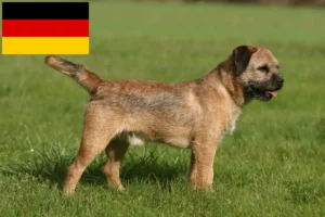 Mehr über den Artikel erfahren Border Terrier Züchter und Welpen in Deutschland