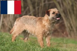 Mehr über den Artikel erfahren Border Terrier Züchter und Welpen in Frankreich