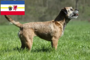Mehr über den Artikel erfahren Border Terrier Züchter und Welpen in Mecklenburg-Vorpommern