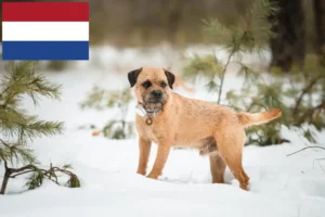 Mehr über den Artikel erfahren Border Terrier Züchter und Welpen in den Niederlanden