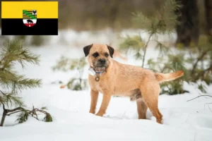 Mehr über den Artikel erfahren Border Terrier Züchter und Welpen in Sachsen-Anhalt