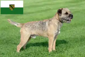 Mehr über den Artikel erfahren Border Terrier Züchter und Welpen in Sachsen