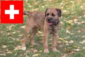 Mehr über den Artikel erfahren Border Terrier Züchter und Welpen in der Schweiz