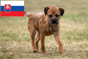 Mehr über den Artikel erfahren Border Terrier Züchter und Welpen in der Slowakei