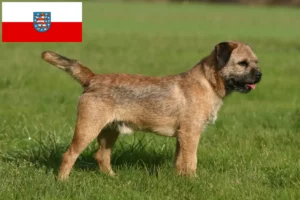 Mehr über den Artikel erfahren Border Terrier Züchter und Welpen in Thüringen