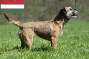 Mehr über den Artikel erfahren Border Terrier Züchter und Welpen in Ungarn