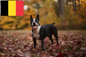 Mehr über den Artikel erfahren Boston Terrier Züchter und Welpen in Belgien