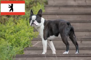 Mehr über den Artikel erfahren Boston Terrier Züchter und Welpen in Berlin