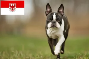 Mehr über den Artikel erfahren Boston Terrier Züchter und Welpen in Brandenburg