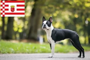 Mehr über den Artikel erfahren Boston Terrier Züchter und Welpen in Bremen