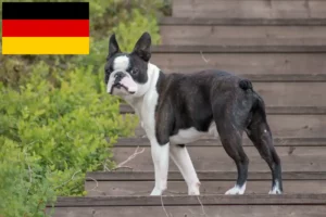 Mehr über den Artikel erfahren Boston Terrier Züchter und Welpen in Deutschland
