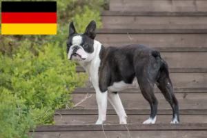 Read more about the article Boston Terrier Züchter und Welpen in Deutschland