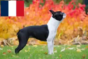 Read more about the article Boston Terrier Züchter und Welpen in Frankreich