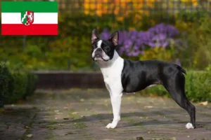 Read more about the article Boston Terrier Züchter und Welpen in Nordrhein-Westfalen