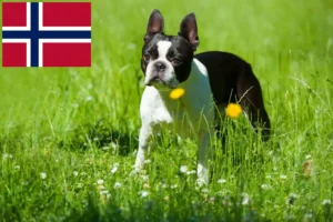 Read more about the article Boston Terrier Züchter und Welpen in Norwegen