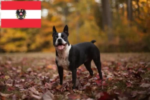Mehr über den Artikel erfahren Boston Terrier Züchter und Welpen in Österreich